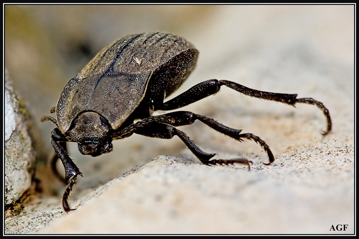 Athiessa floralis, Asida sp. e strane formiche